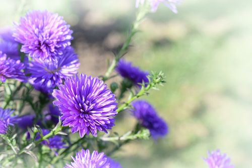flower garden purple