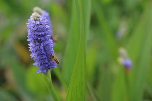 flower macro bee