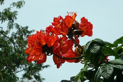 flower spathodea plant