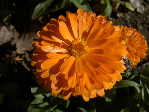 zinnia flower orange