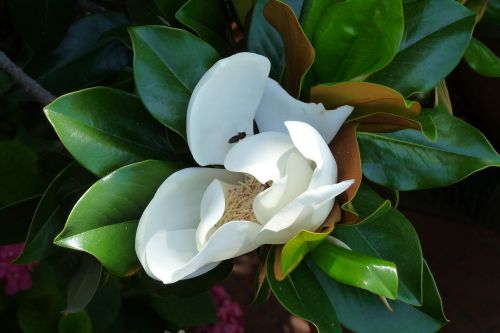 flower white flower magnolia