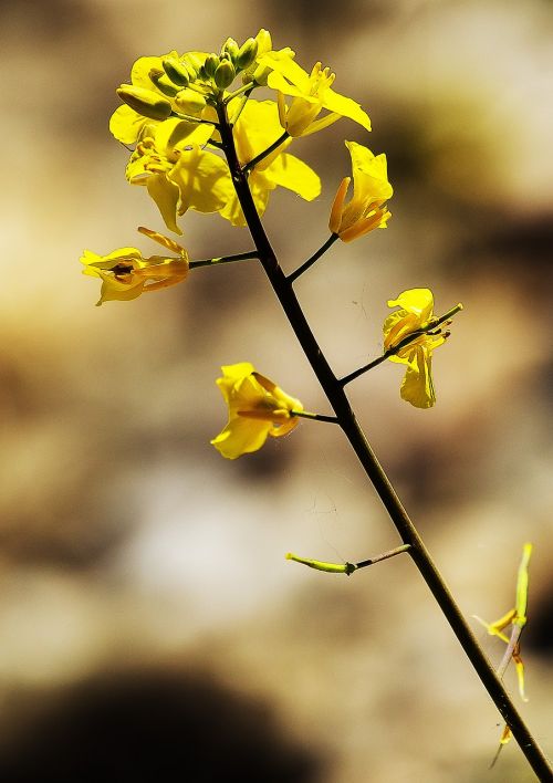 flower yellow nature