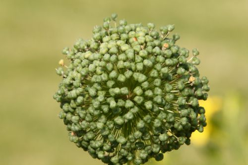 blossom bloom plant