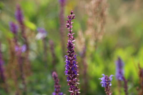 flower violet heather