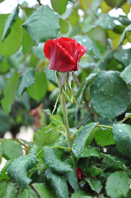 red rose flower rain