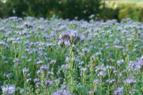 flower meadow blossom