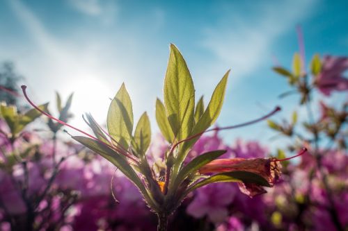 flower sky blue