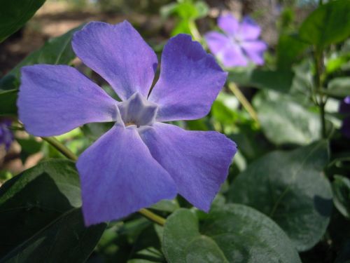 vinca minor flower garden