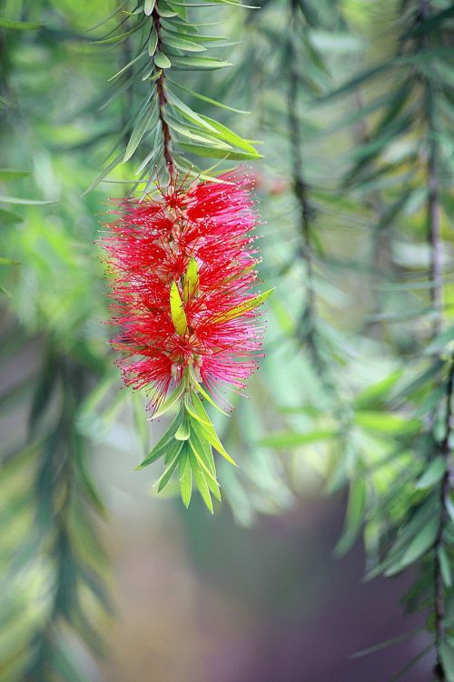 flower red green