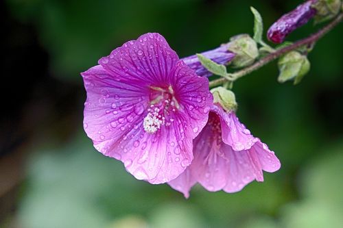 flower hollyhock summer