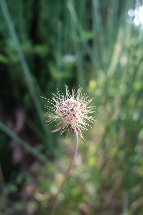 flower zaadbol nature