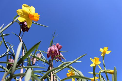 flower daffodil flora