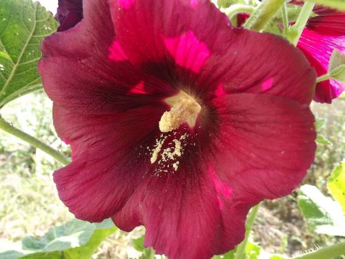 trémière flower flora