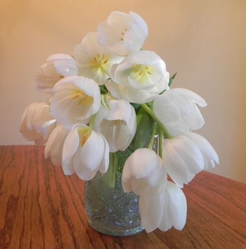 flower tulip white