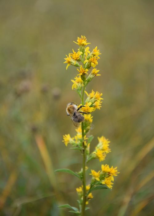 flower bee plant