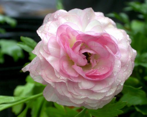 flower pink dew soft