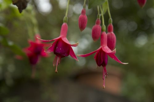 flower red flower fuchsia