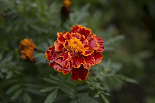 marigold flower blossom