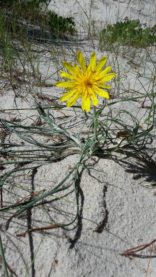 flower sand white sand