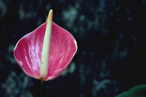 flower pink flower garden