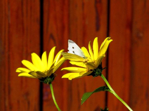 flower yellow butterfly