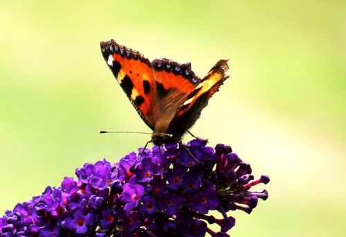 flower detail butterfly