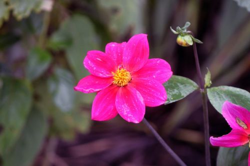 flower pink guarden