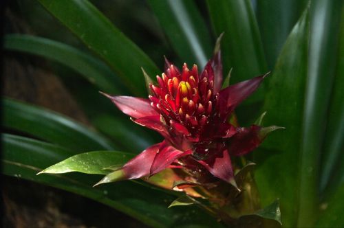 flower red flower blossom