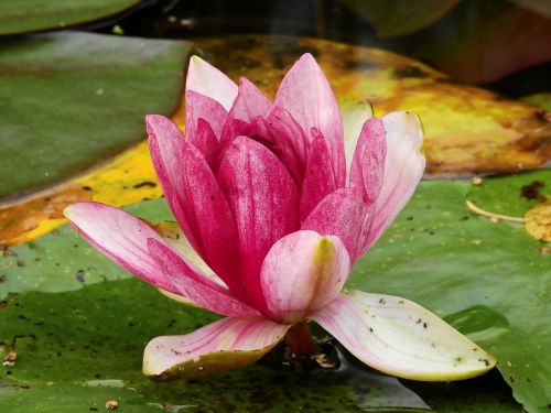 flower water lake