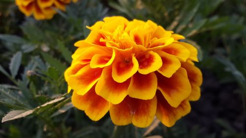 flower marigold yellow