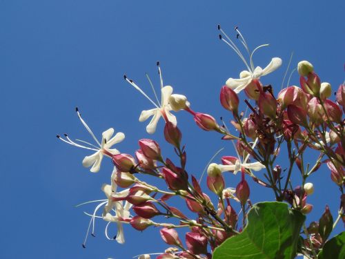 flower white garden