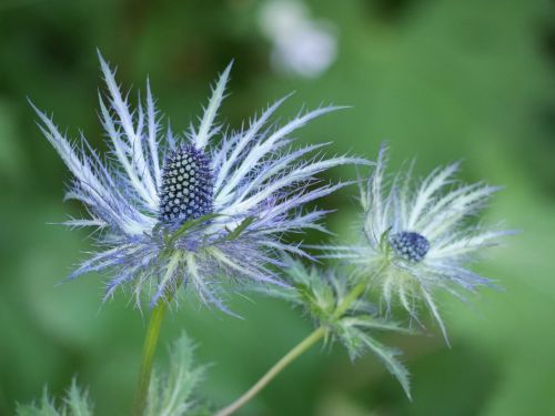 flower chardon nature