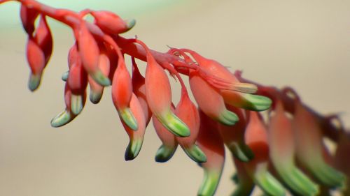 flower cocoon nature