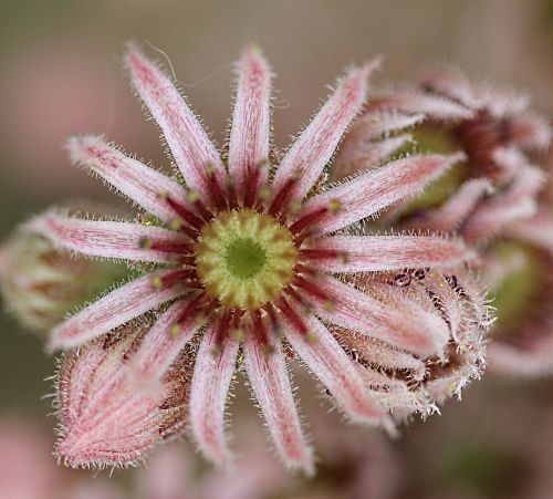 flower garden summer