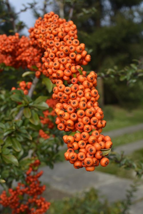 berries fruit orange