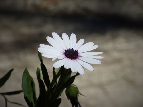 flower petals daisy