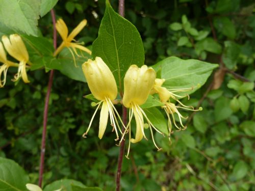 flower yellow goat sheet