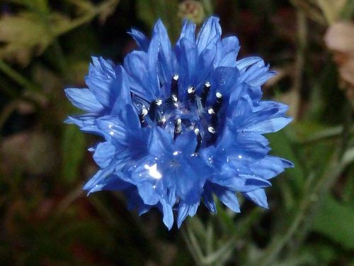 flower blue plant