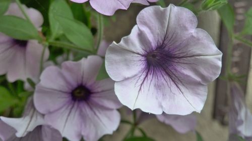 flower violet nature