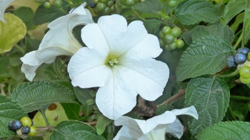 flower white nature