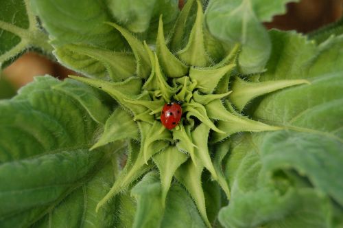 ladybug insect flower