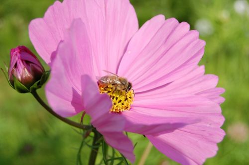 flower plant spring