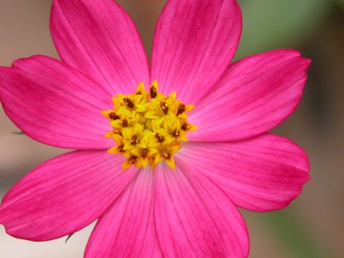 flower fuscia nature