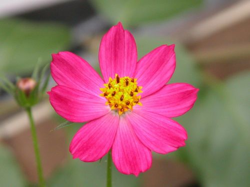 flower fuscia nature