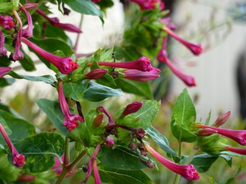 flower pink nature