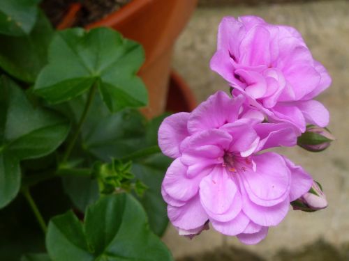 flower pink petal