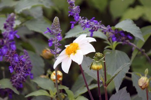 flower white flower nature