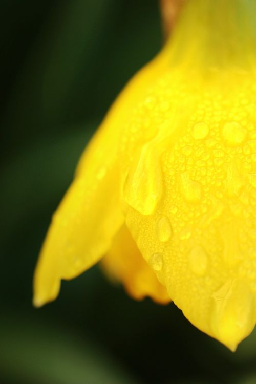 flower macro yellow