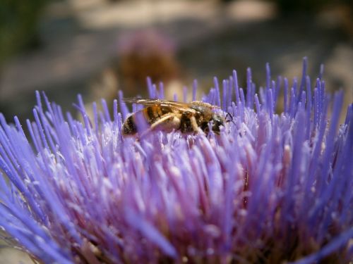 flower bee insect