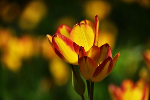 flower plant flowers